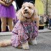 MORE Dogs In Costumes At The Fort Greene Great PUPkin This Weekend
